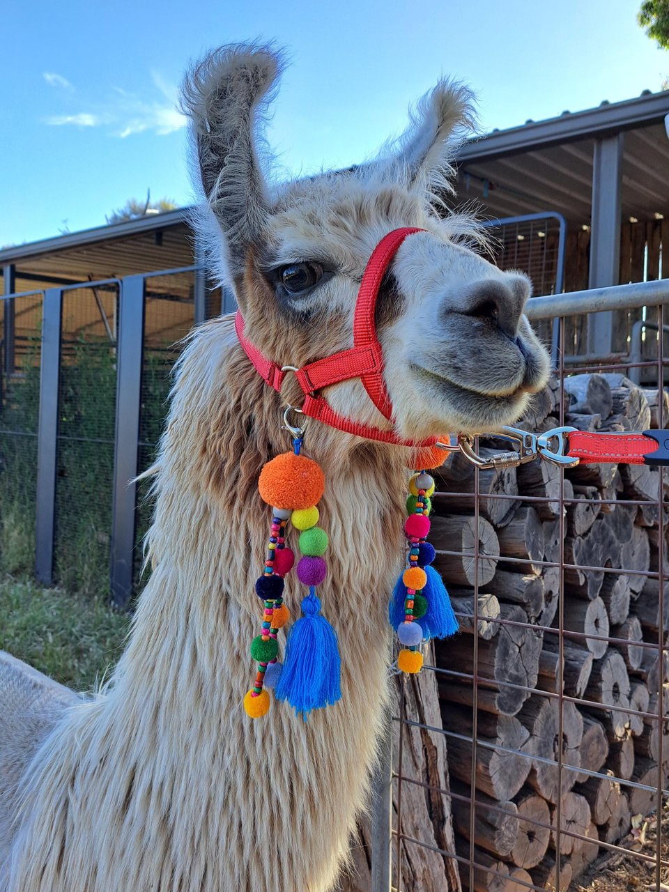 Llama or Alpaca Halter Accessories. Fun, Pink Gift Idea