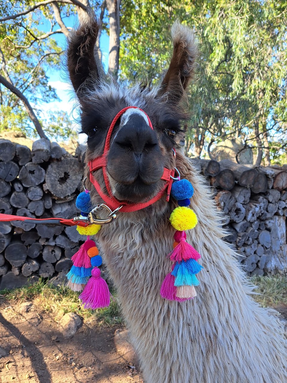 Cheerful Llama or Alpaca Halter Tassels