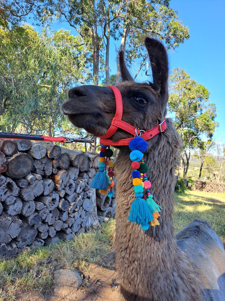 Colorful Llama Alpaca Halter Tassels