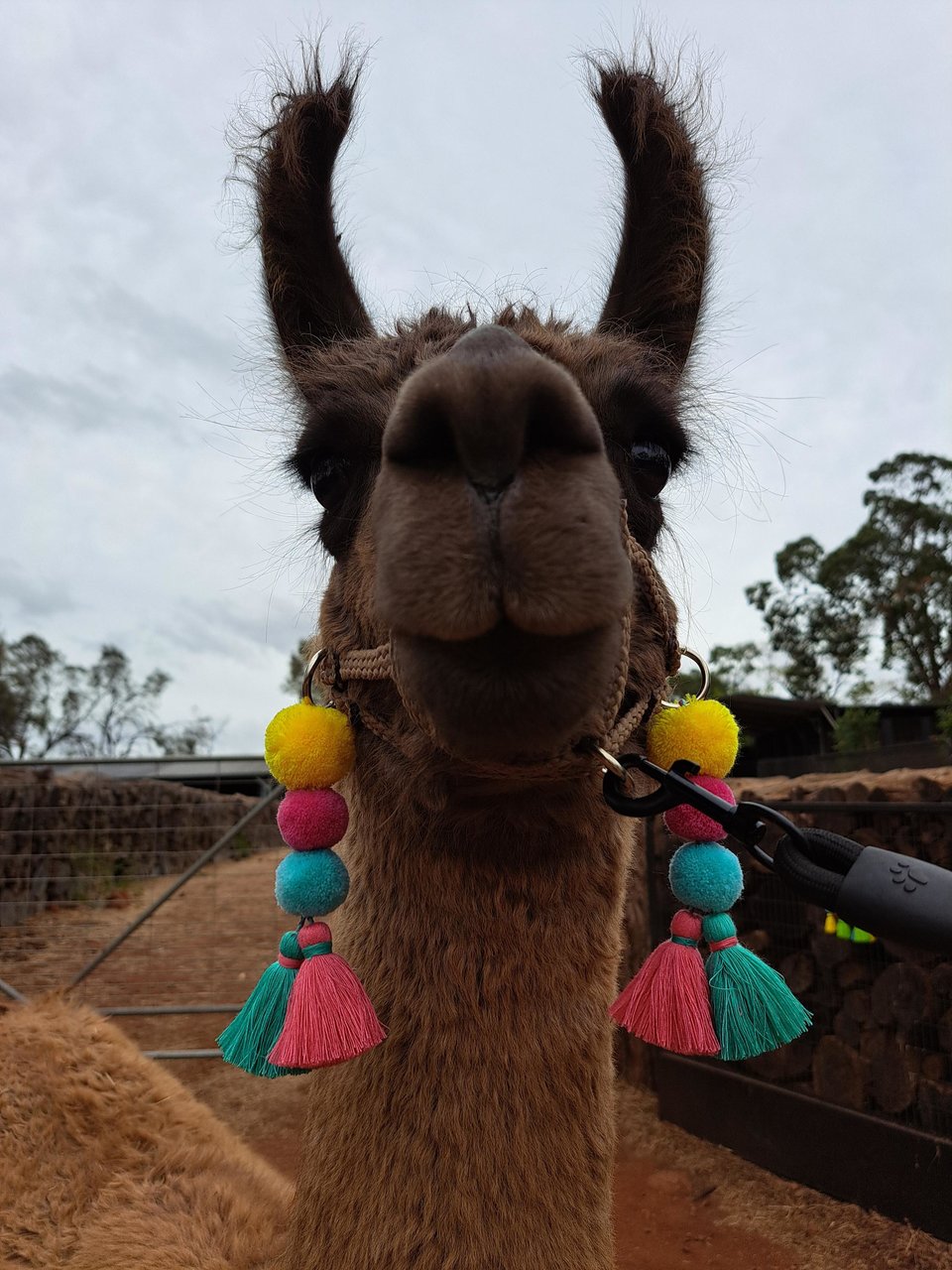 Llama Alpaca Clip on Accessories, Tassel set for halter. Colourful Llama Gifts