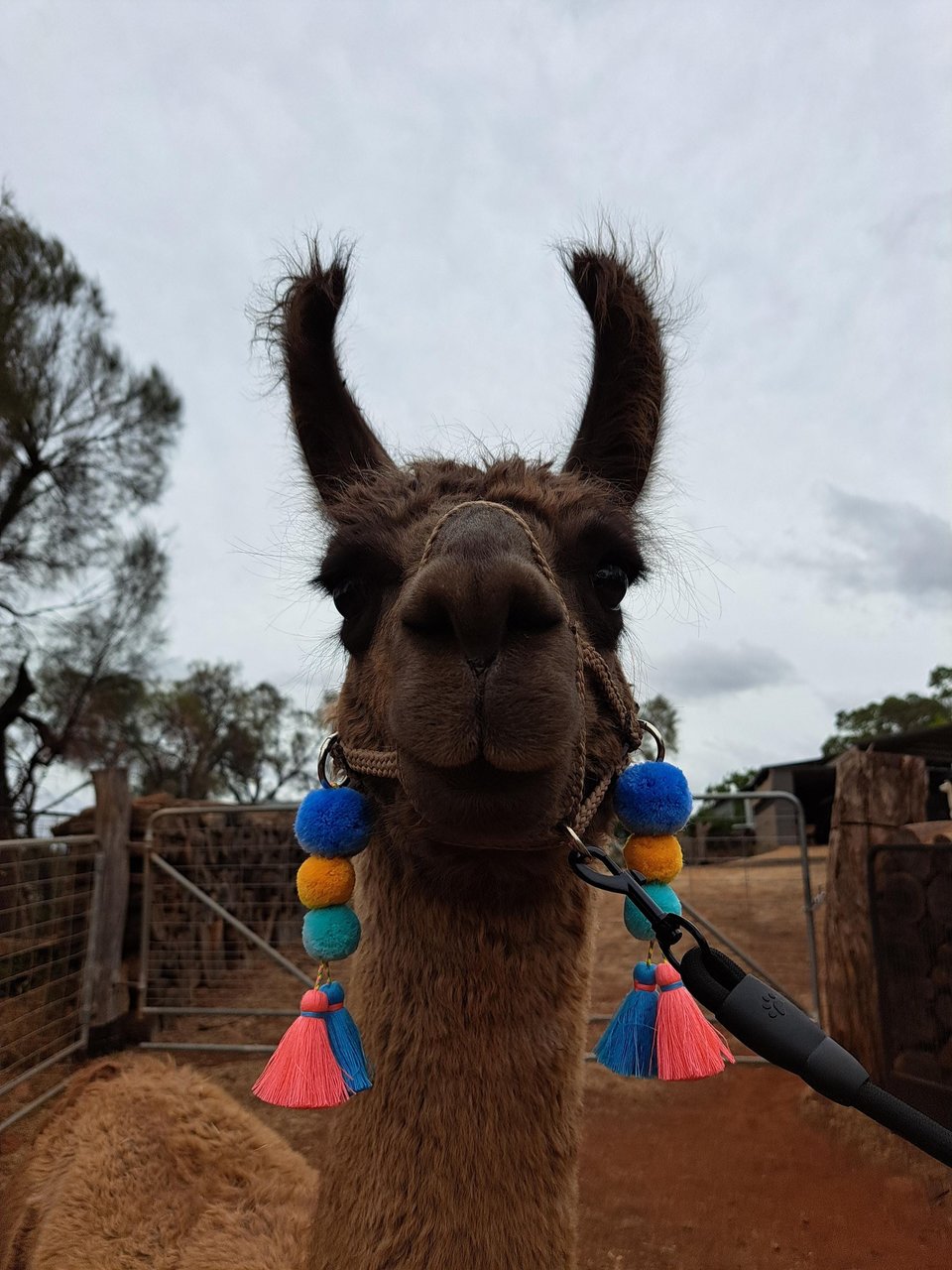 Colourful Llama / Alpaca Halter Tassels