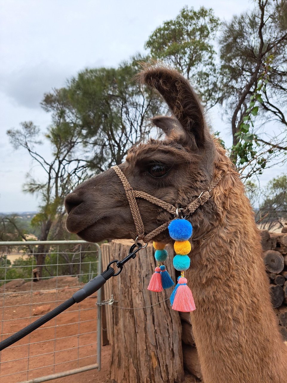 Colourful Llama / Alpaca Halter Tassels