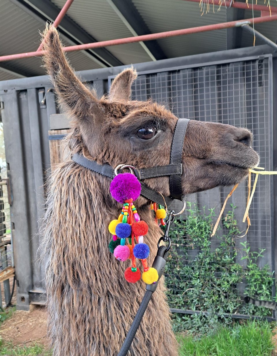 Llama or Alpaca Bright Show Accessories for halter.