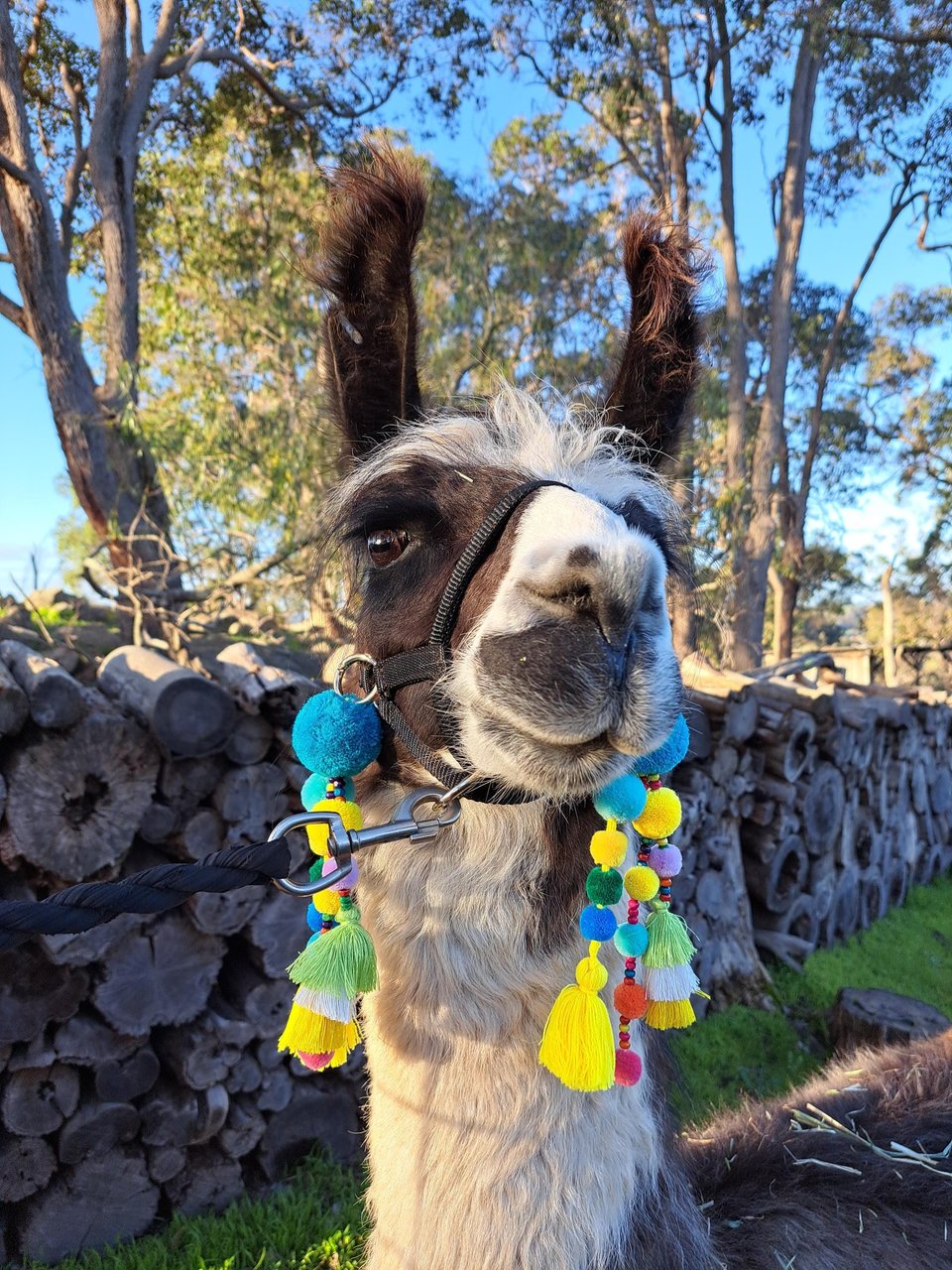 Fun Llama / Alpaca Halter Tassels and Pompoms
