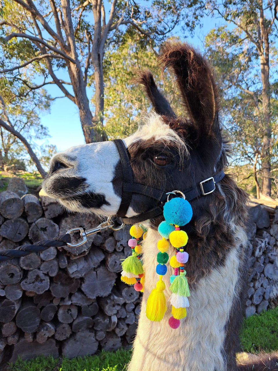 Fun Llama / Alpaca Halter Tassels and Pompoms