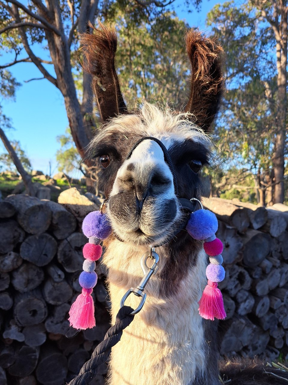 Llama Alpaca Accessories. Pink and Purple Tassel set