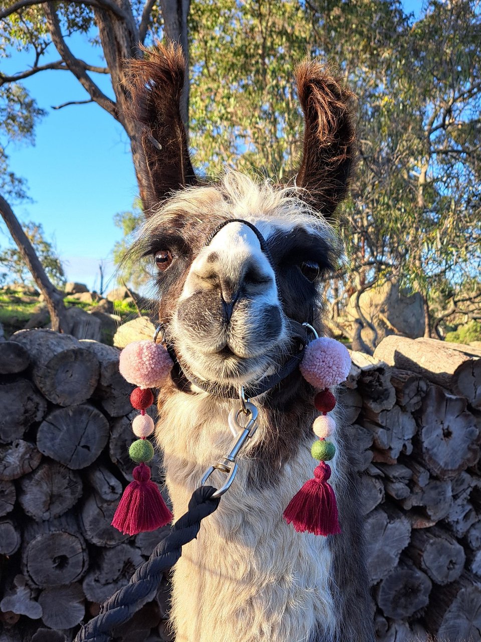 Pink and maroon Llama Halter Tassel Accessories