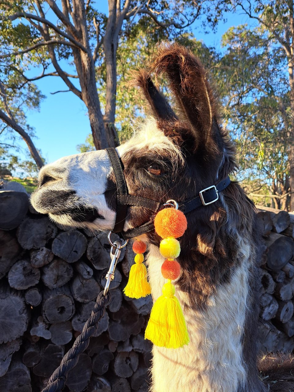 Colourful Llama / Alpaca Halter Tassels