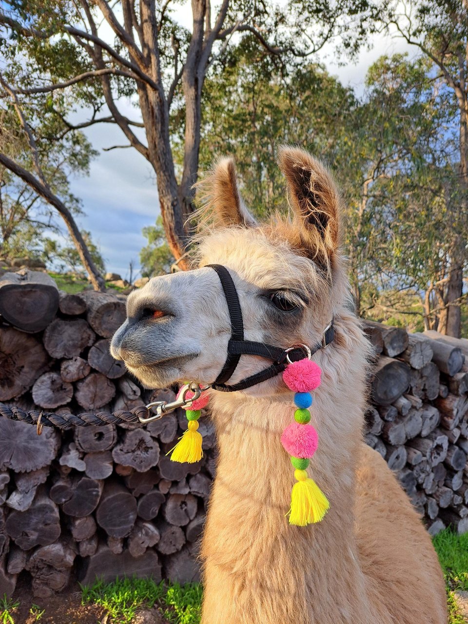 Colourful Llama or Alpaca Halter Tassels