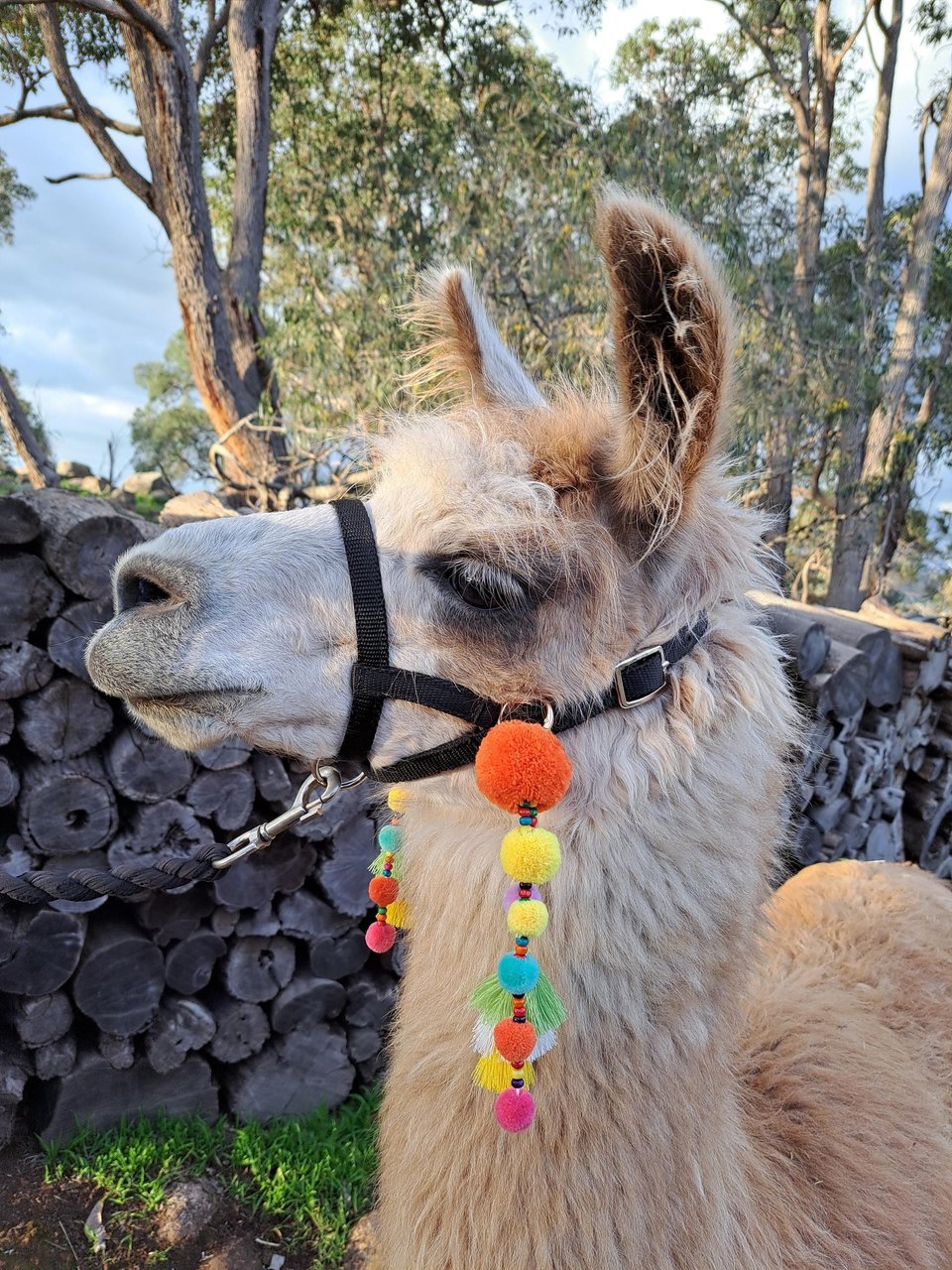 Bright and Colourful Llama / Alpaca Halter Tassel Accessories