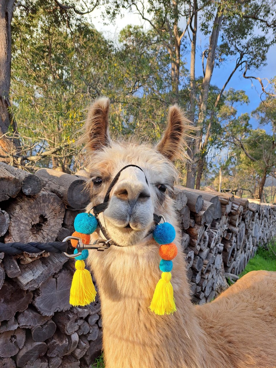 Halter pom pom tassels for llamas and alpacas