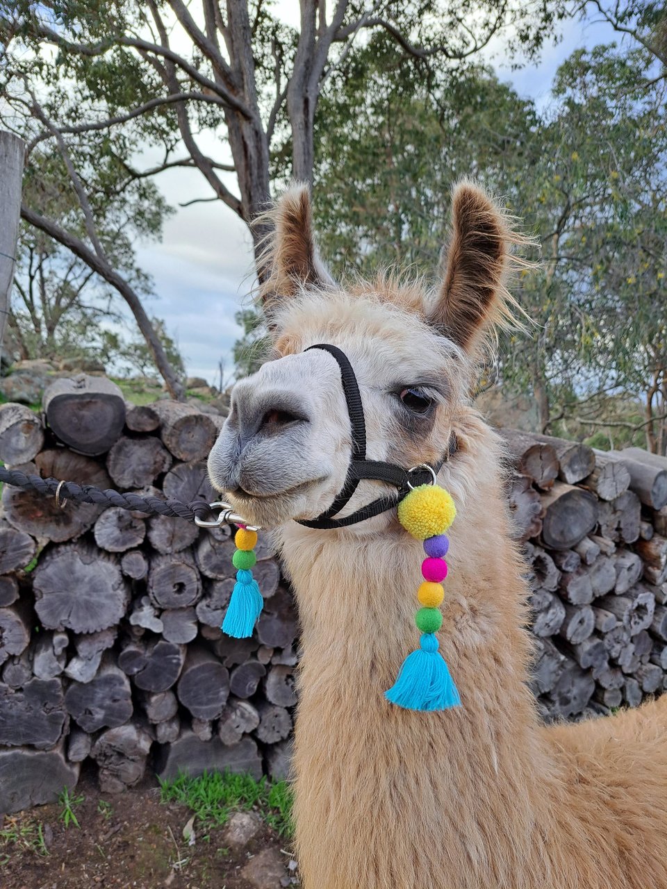 Colourful Llama / Alpaca Halter Tassels