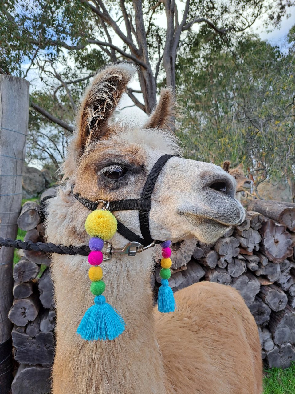 Colourful Llama / Alpaca Halter Tassels
