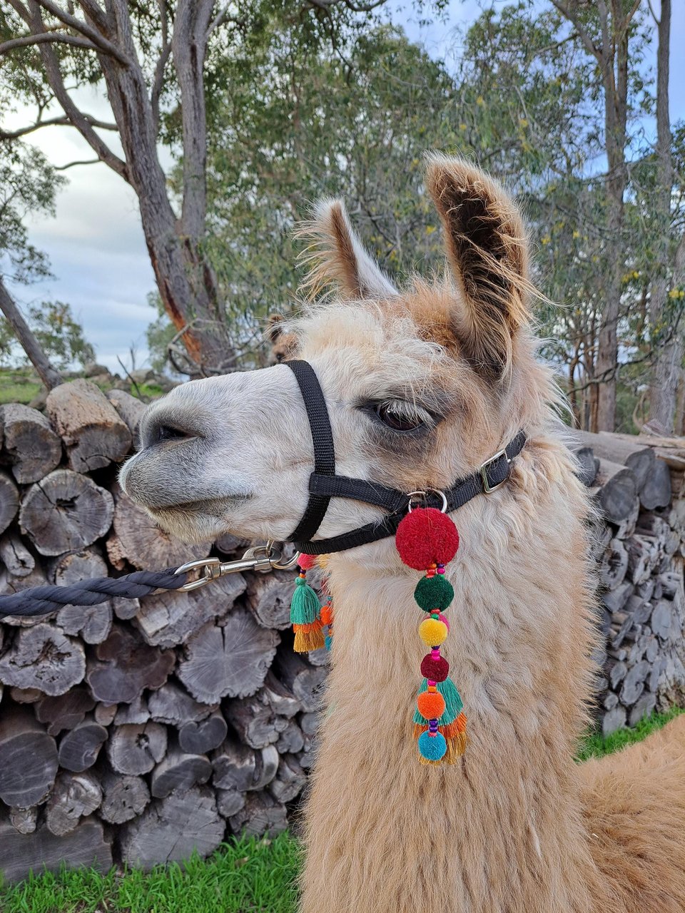 Llama and alpaca accessories