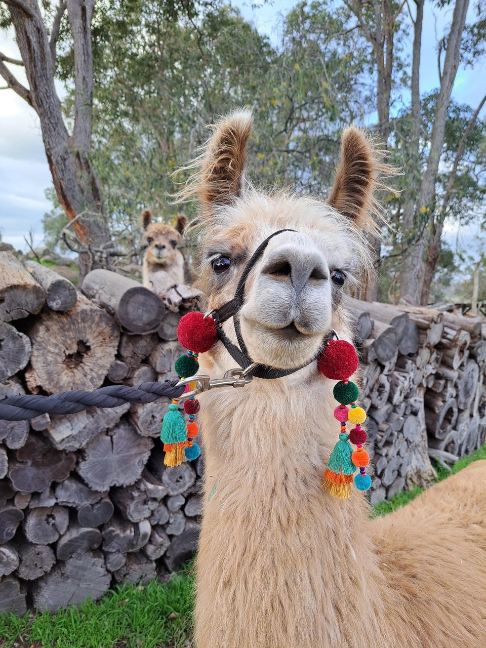 Llama and alpaca accessories