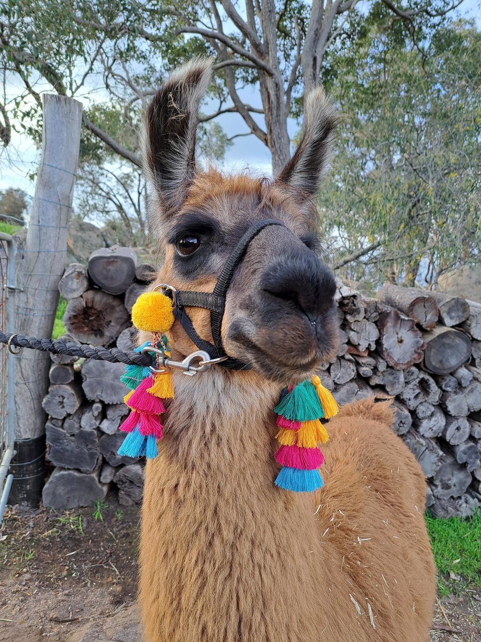 Llama / Alpaca Halter Tassels