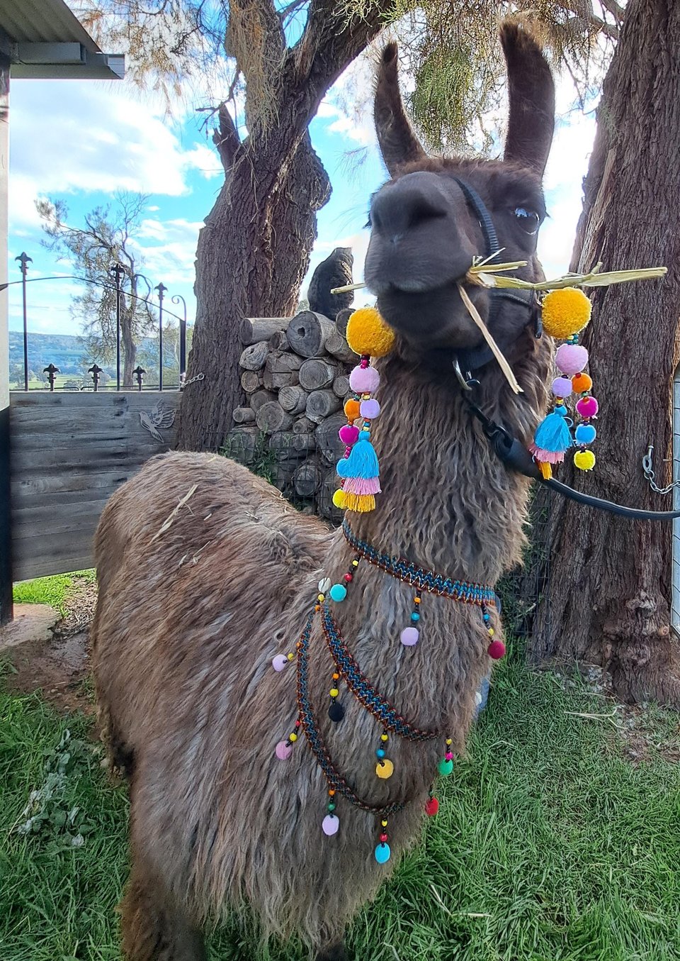 2 x Llama or Alpaca Decorative  Tassels for halter