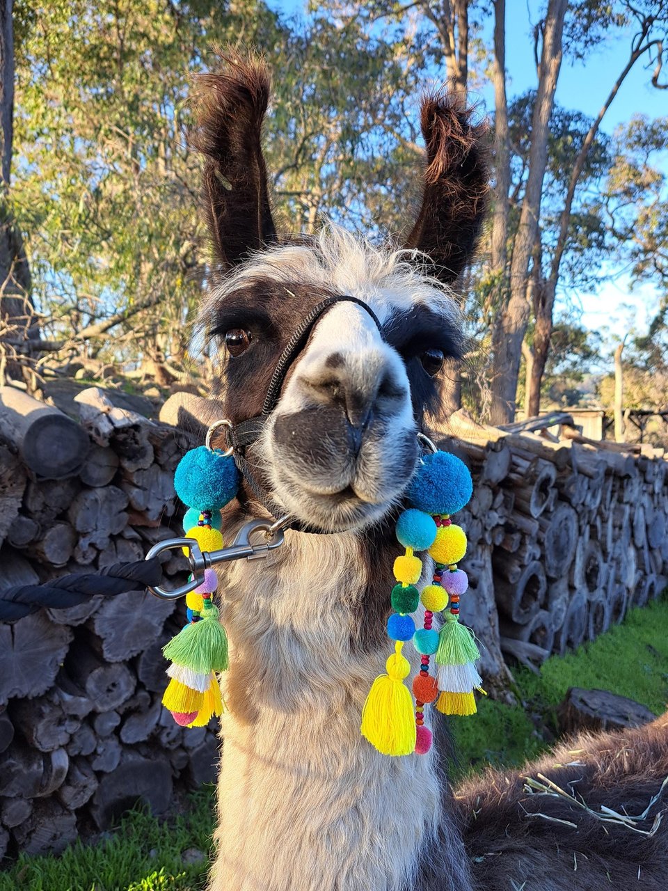 Fun Llama / Alpaca Halter Tassels and Pompoms