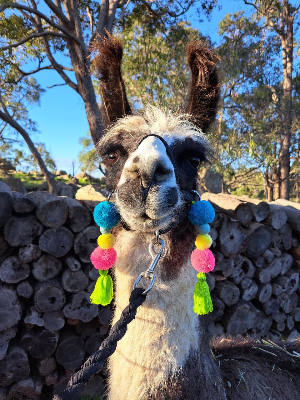 Colorful Parade Llama,  Alpaca Tassels. Pink, green and blue