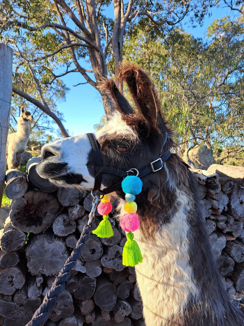 Colorful Parade Llama,  Alpaca Tassels. Pink, green and blue