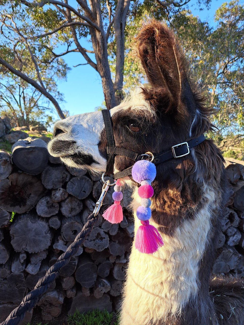 Llama Alpaca Accessories. Pink and Purple Tassel set