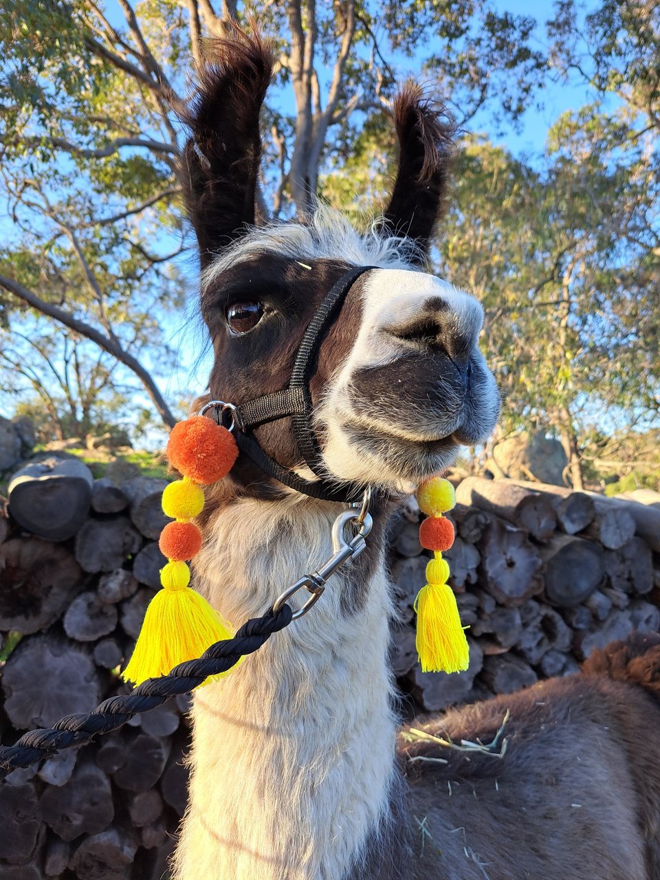Colourful Llama / Alpaca Halter Tassels