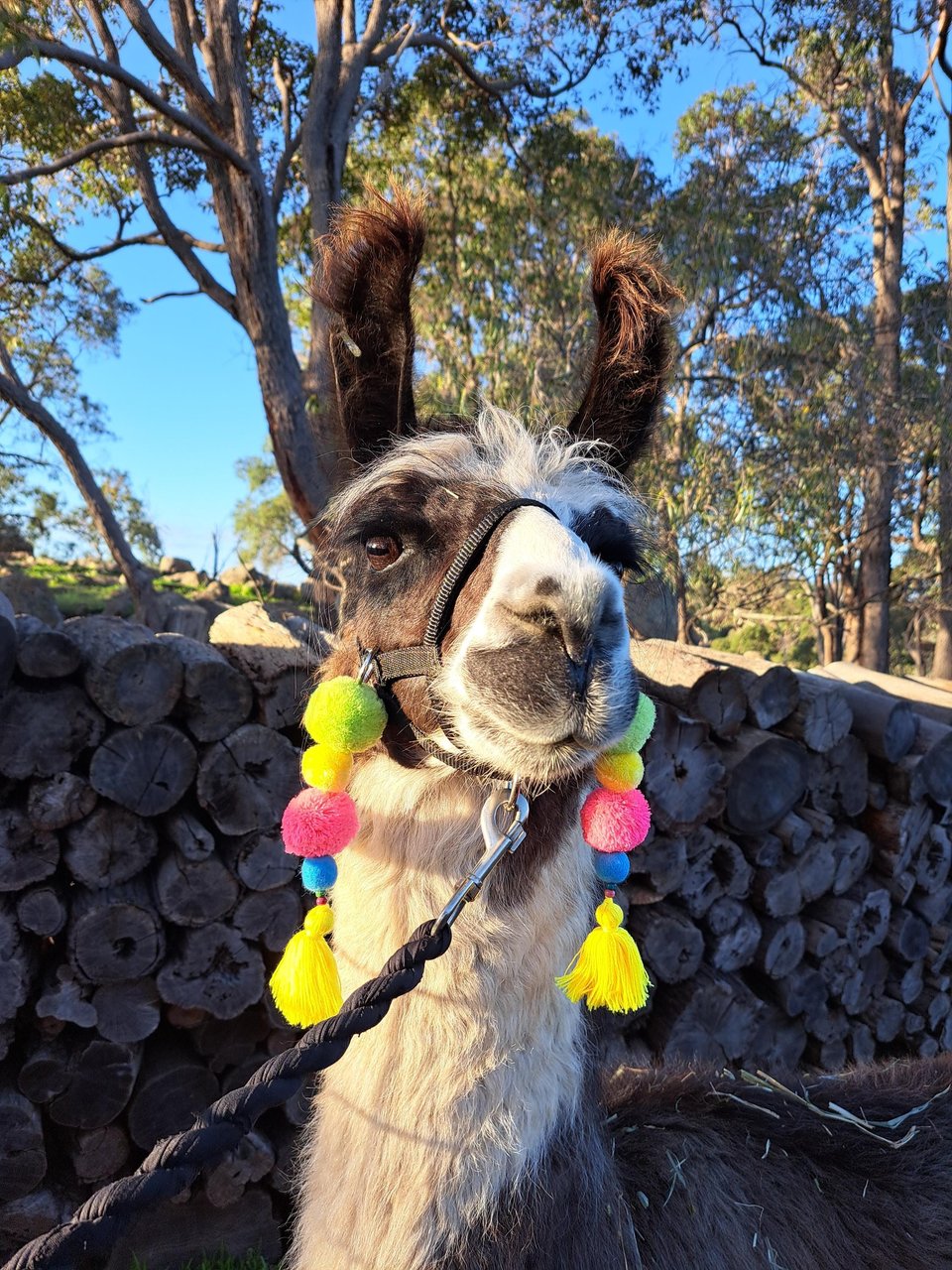 Cheerful Llama or Alpaca Halter Parade Accessories