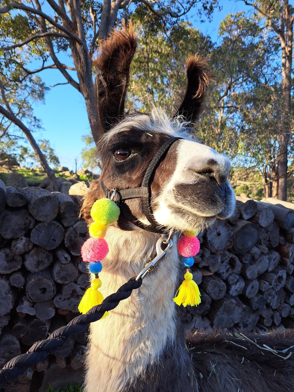 Cheerful Llama or Alpaca Halter Parade Accessories