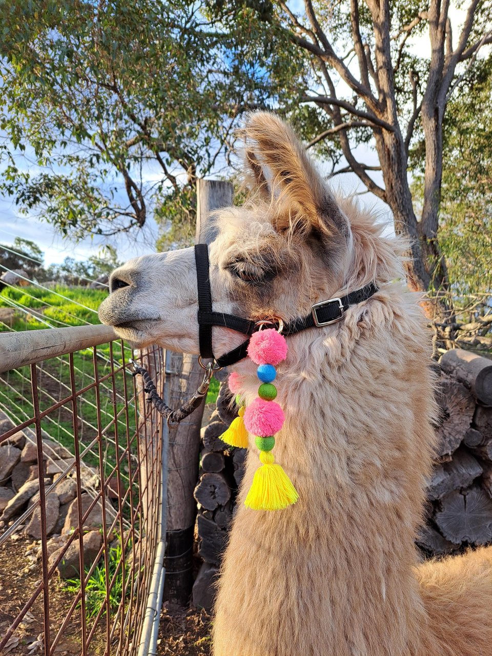 Colourful Llama or Alpaca Halter Tassels