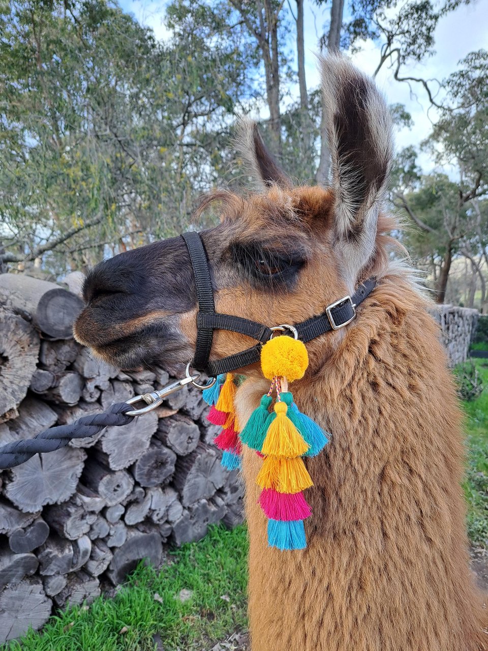 Llama / Alpaca Halter Tassels