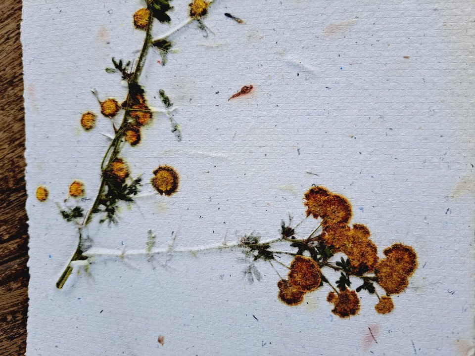Handmade recycled paper journal / notebook with dried flower cover, binder rings and pages with botanicals / petals. Extra pages available.