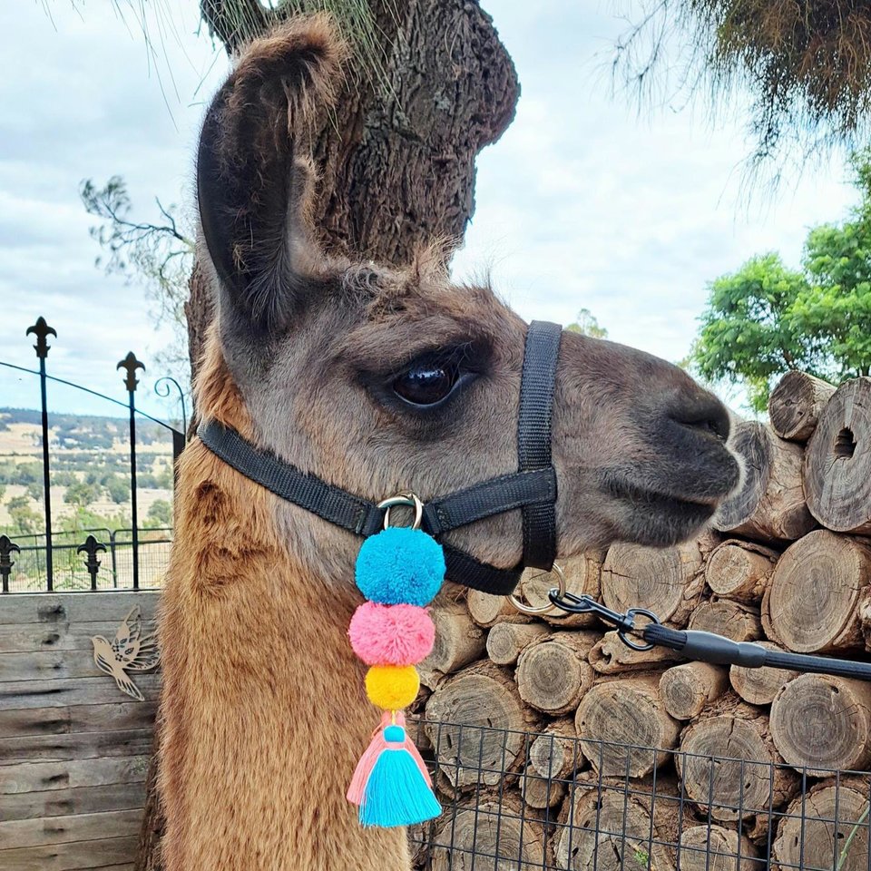 Llama or Alpaca Halter Tassel decorations