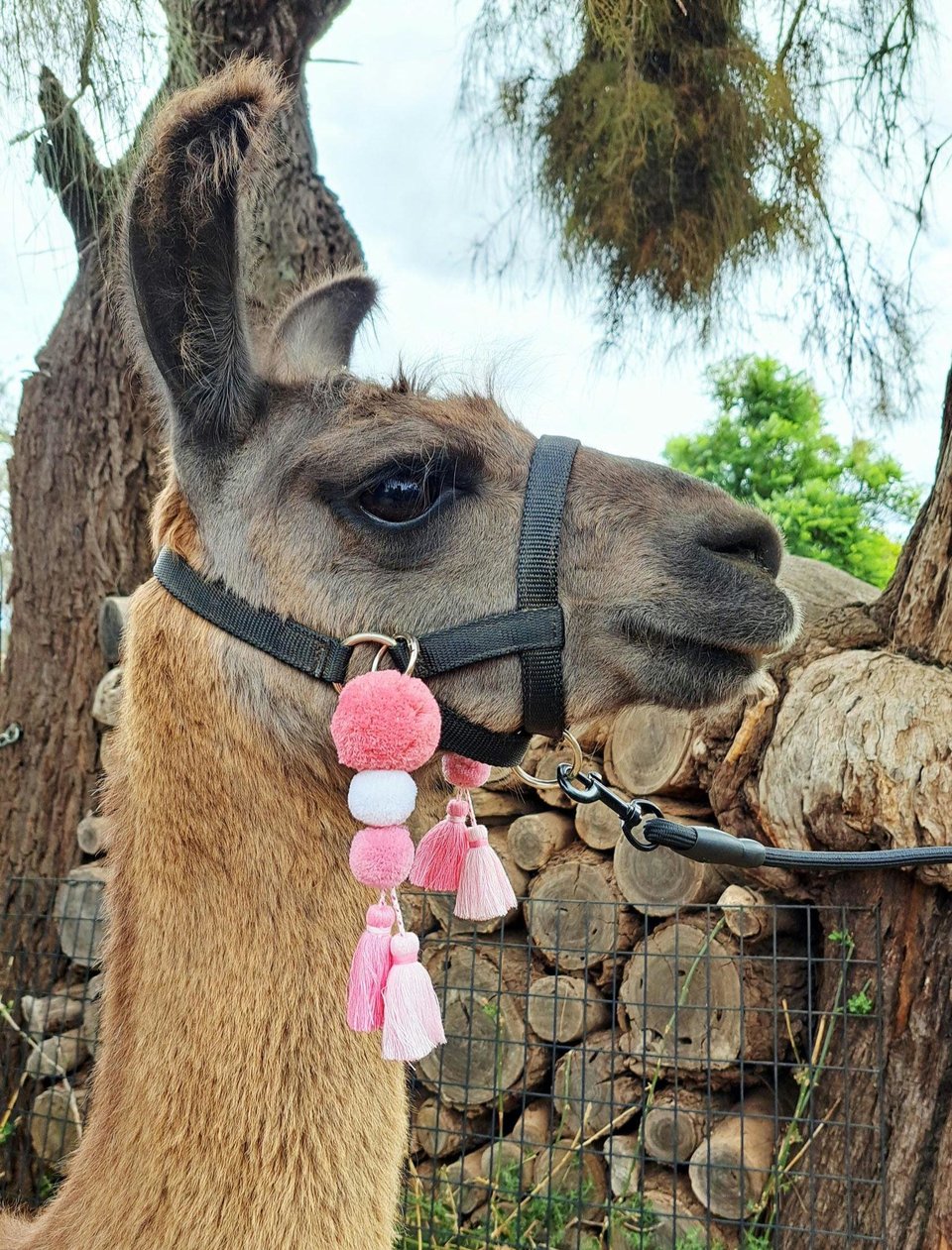 Pink Llama Alpaca Halter Tassels