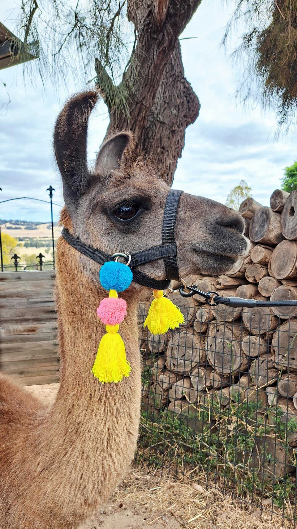 Parade Llama / Alpaca Halter Show Tassels