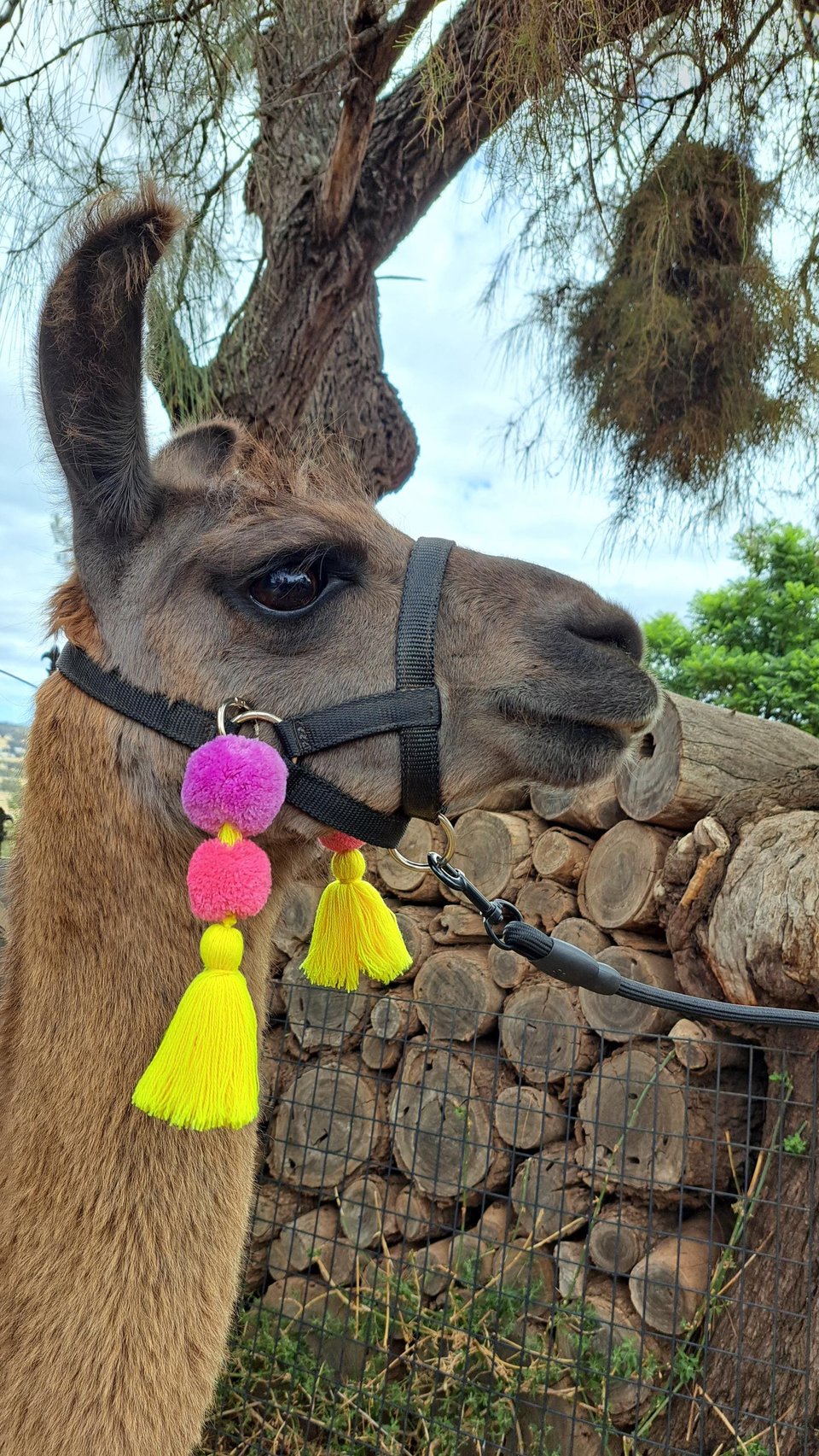 Cheerful Llama or Alpaca Halter Parade Accessories. 