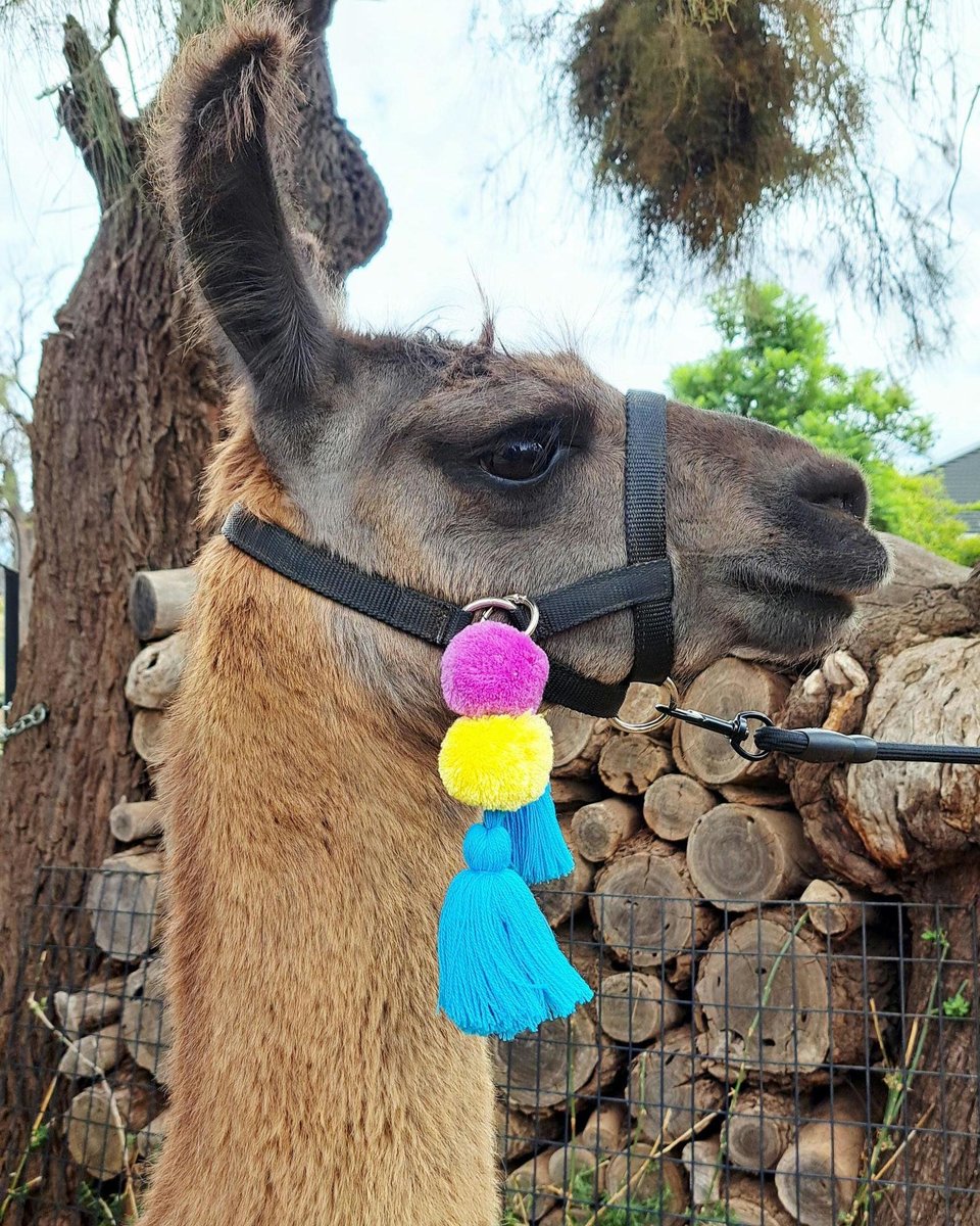 Colorful Llama Alpaca Halter Tassels: Clip On Accessories