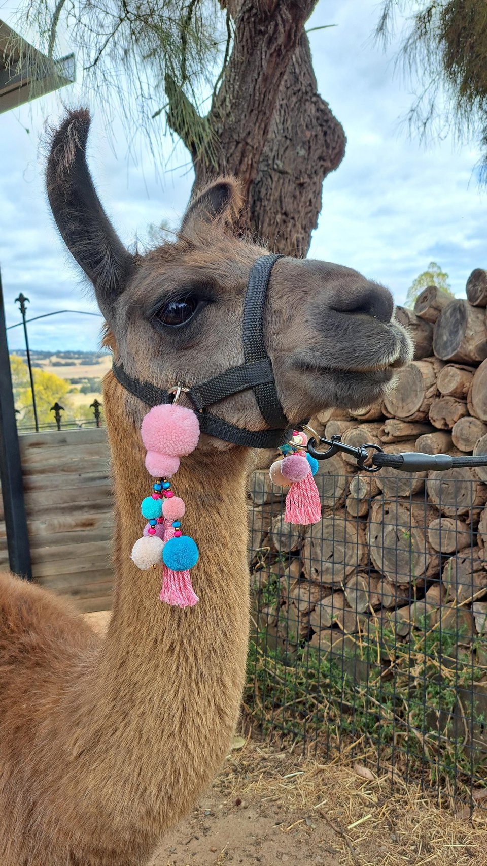Llama and Alpaca Halter Tassels