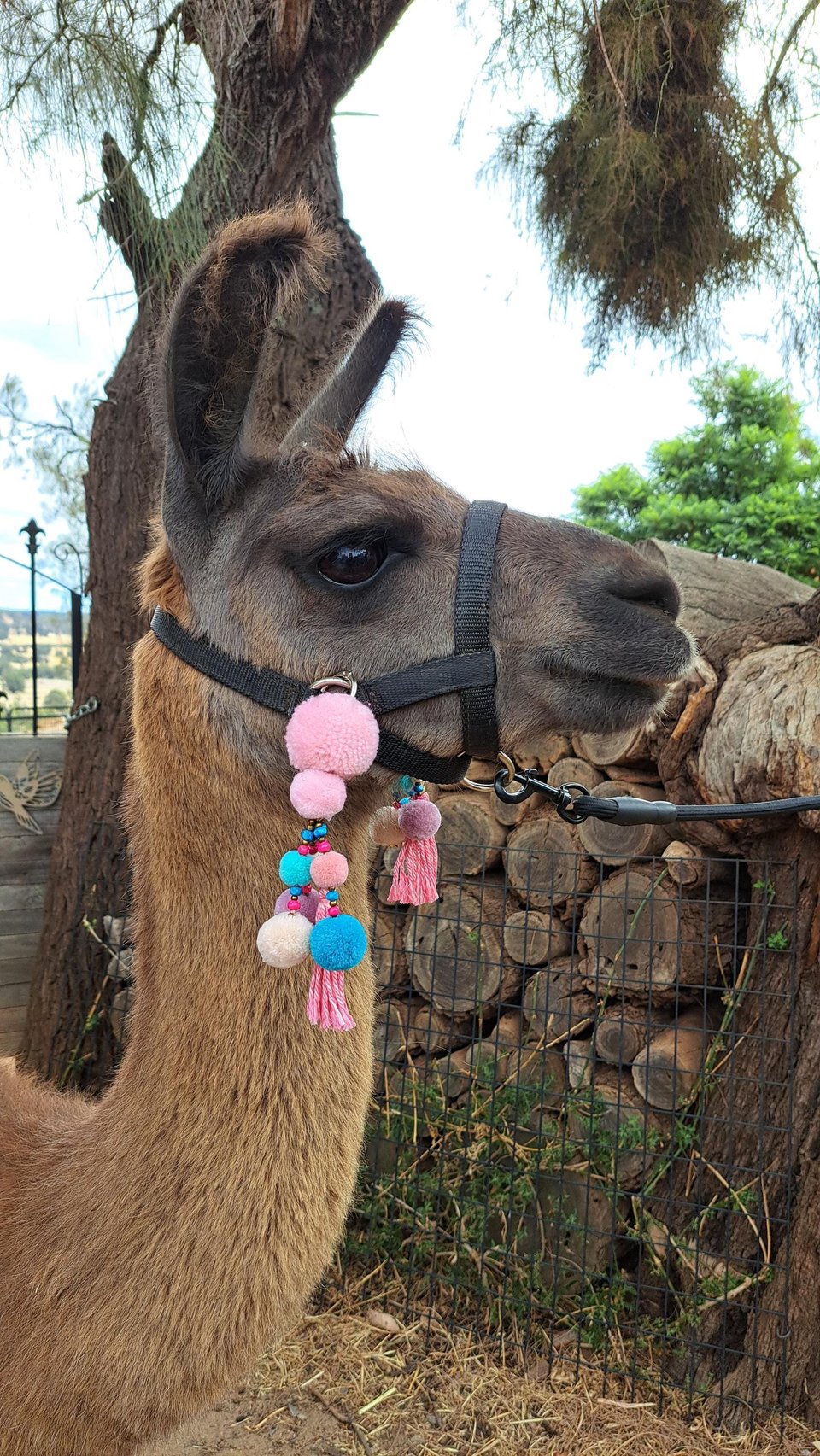 Llama and Alpaca Halter Tassels