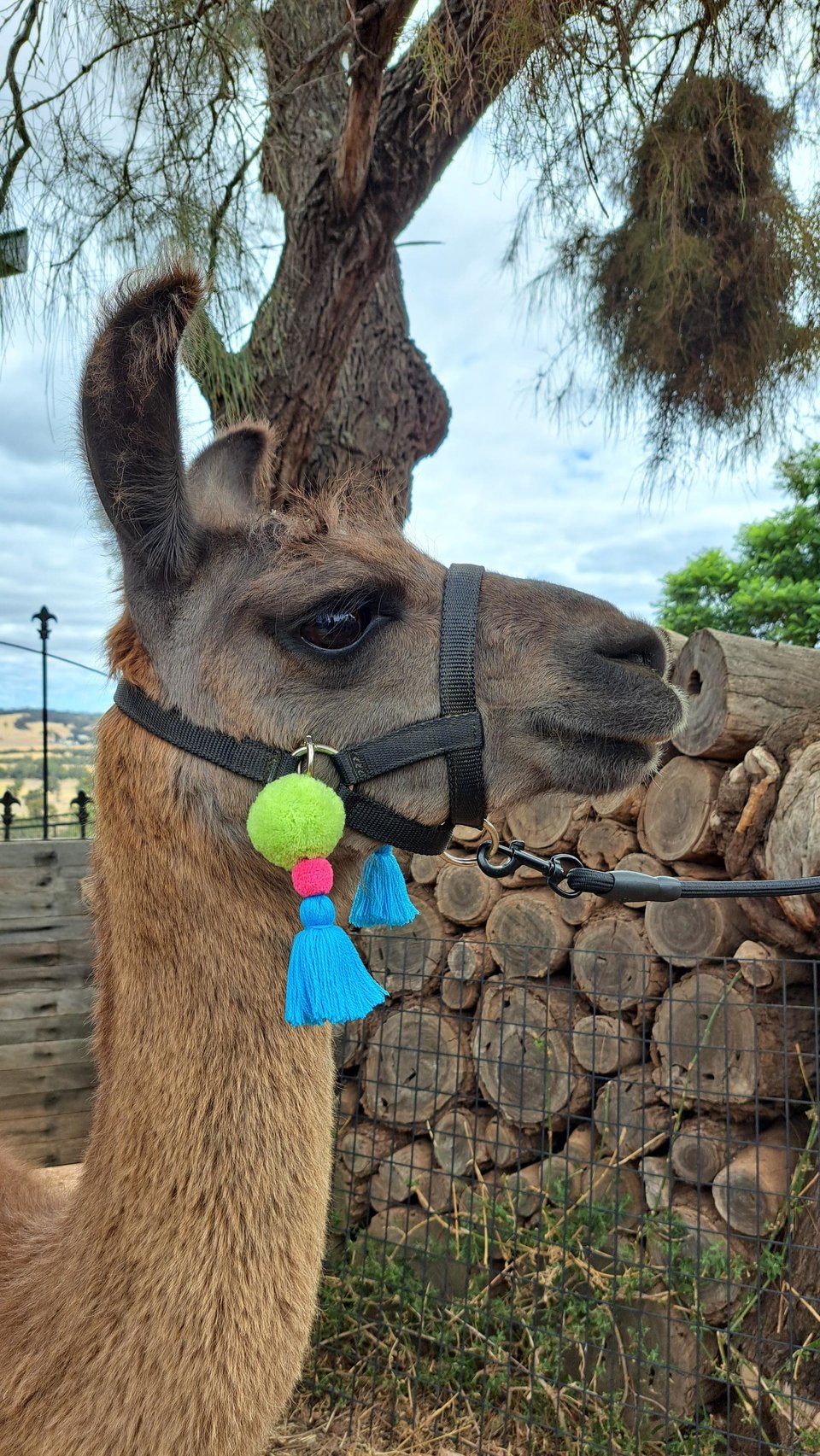 Colourful Llama and Alpaca Halter Tassels