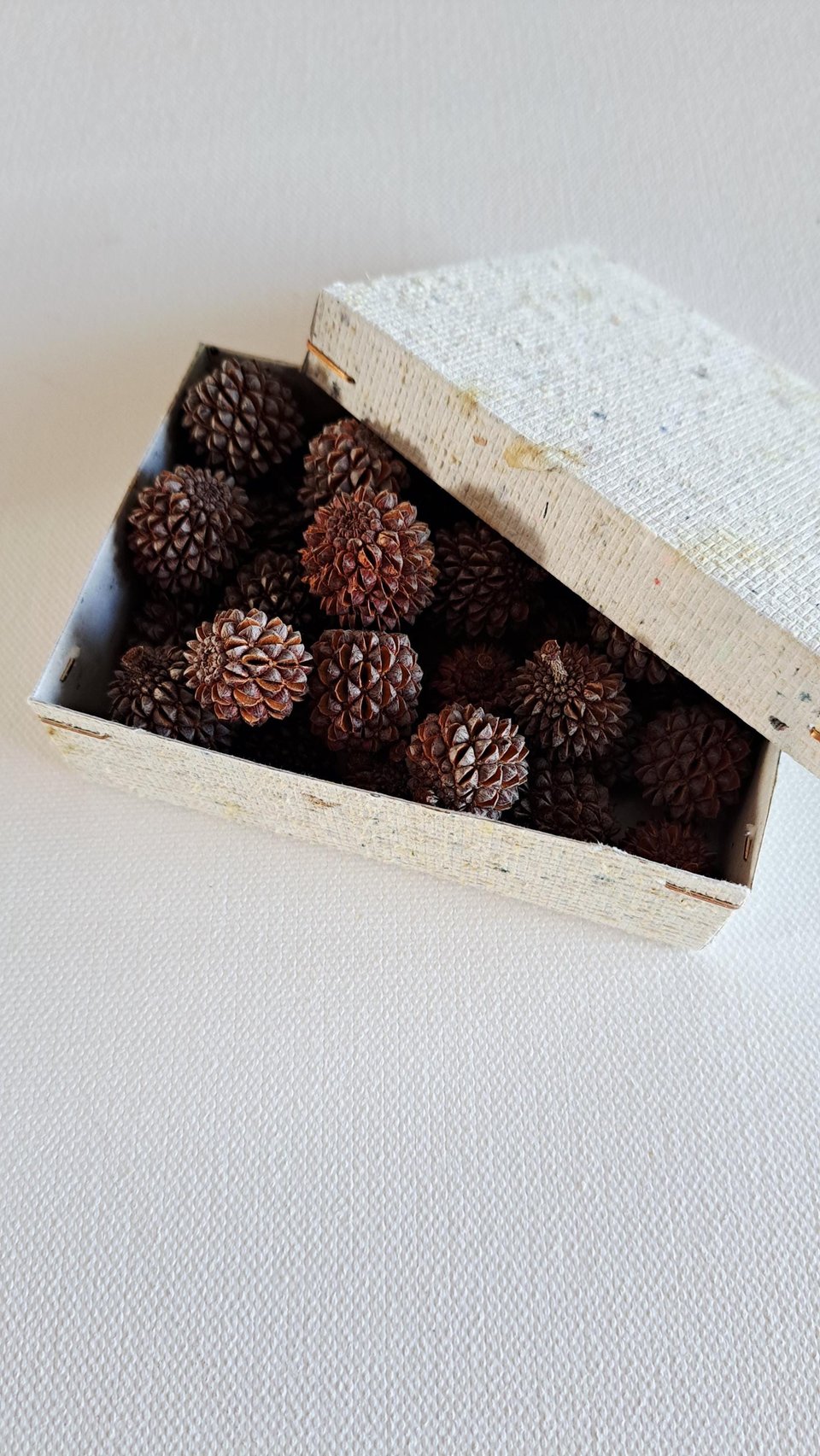 Sheoak nuts, box of 30 for crafts