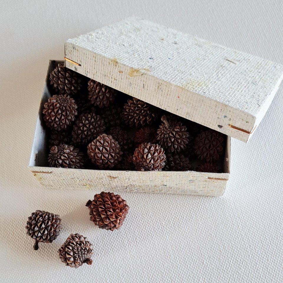 Sheoak nuts, box of 30 for crafts