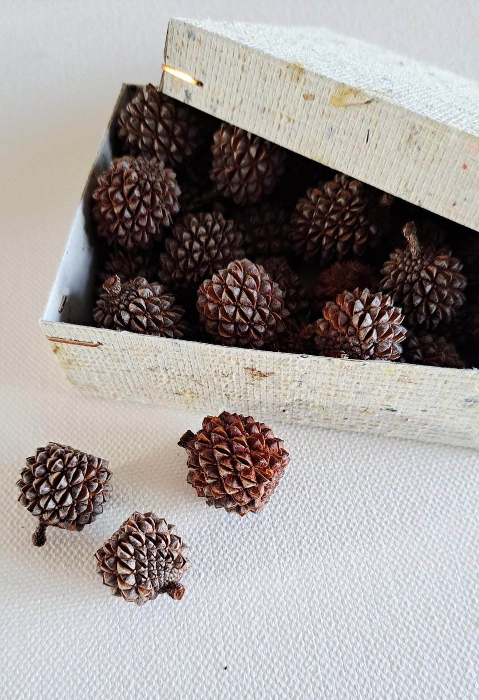Sheoak nuts, box of 30 for crafts