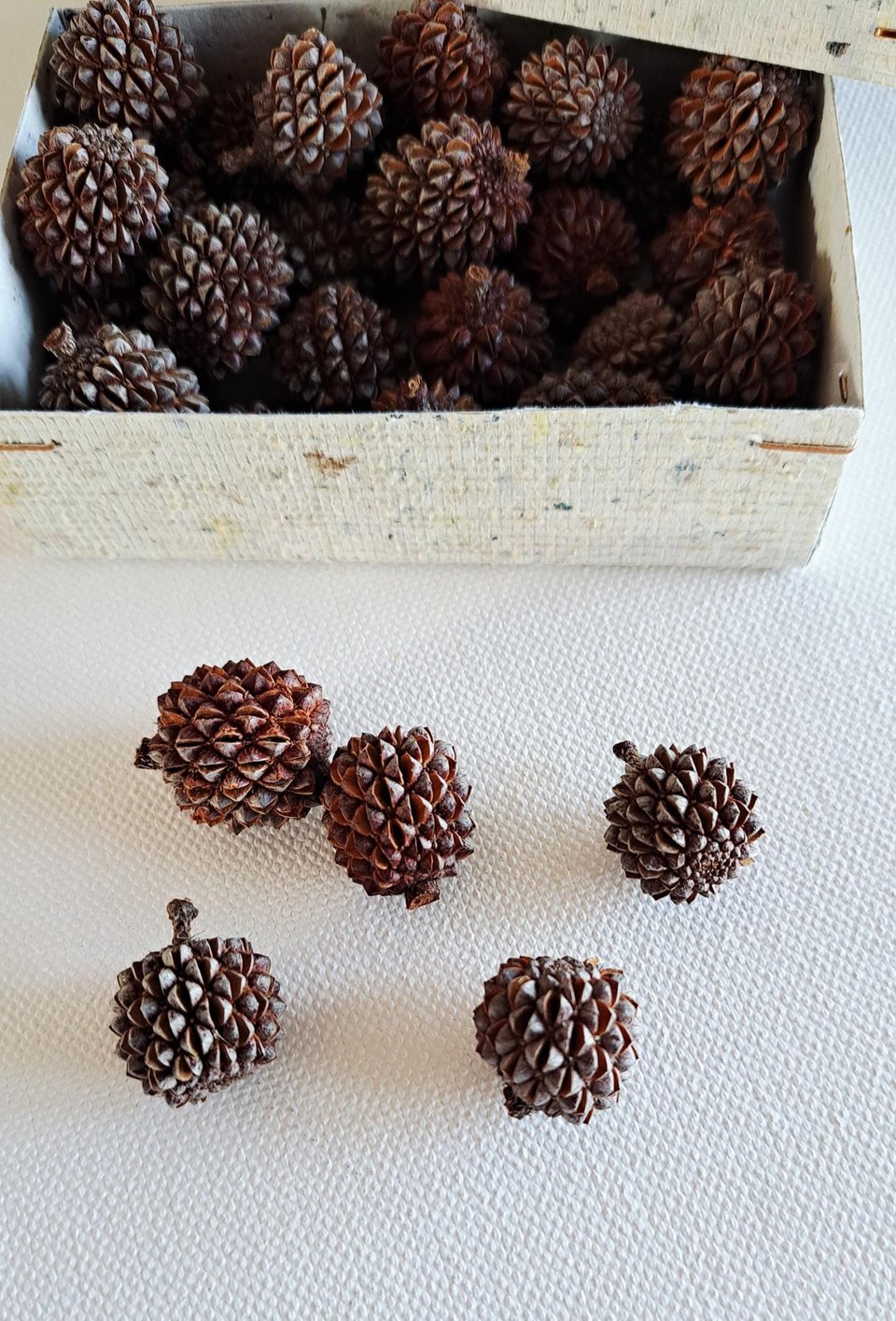 Sheoak nuts, box of 30 for crafts