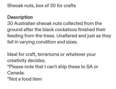 Sheoak nuts, box of 30 for crafts