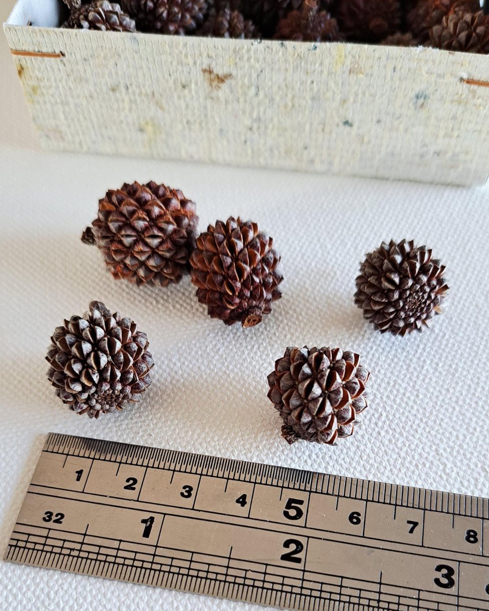 Sheoak nuts, box of 30 for crafts
