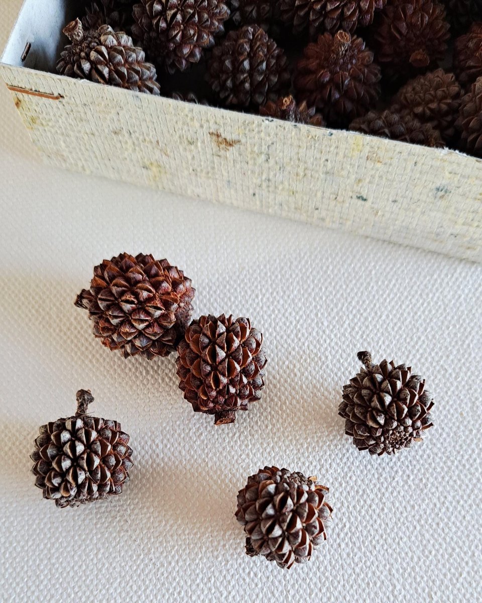 Sheoak nuts, box of 30 for crafts