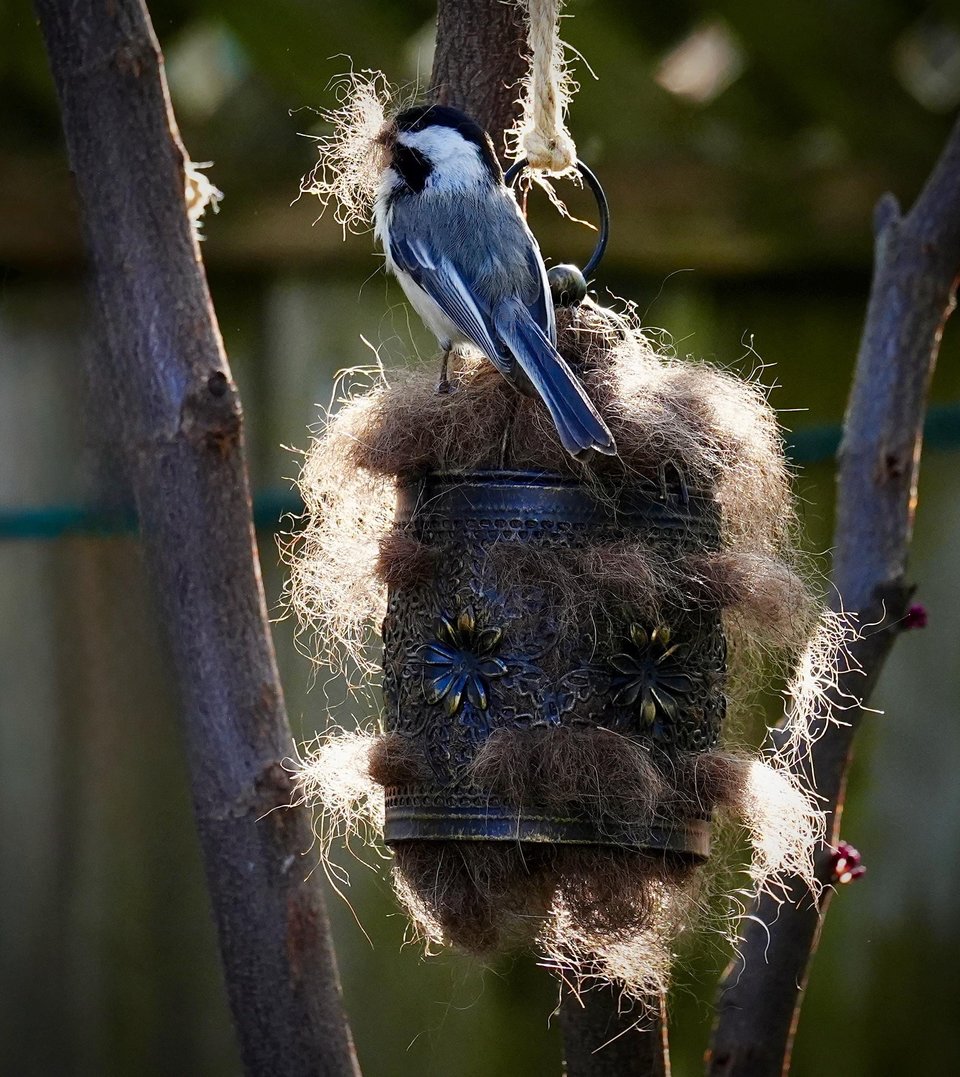 Bird Nester with Llama Fibre. Natural nesting material in decorative metal cage