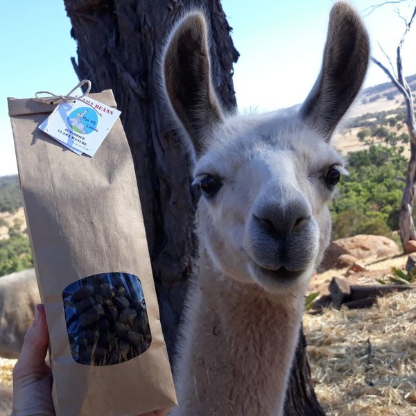 Llama POO Dried Organic Plant Fertiliser. Gardener gift for Garden and plant lovers. Manure for indoor planter. Plant Collector, Florist
