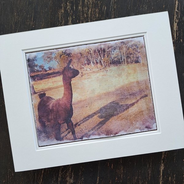 'Llamas of Fox Hill' print series. "Shadow in the Paddock"