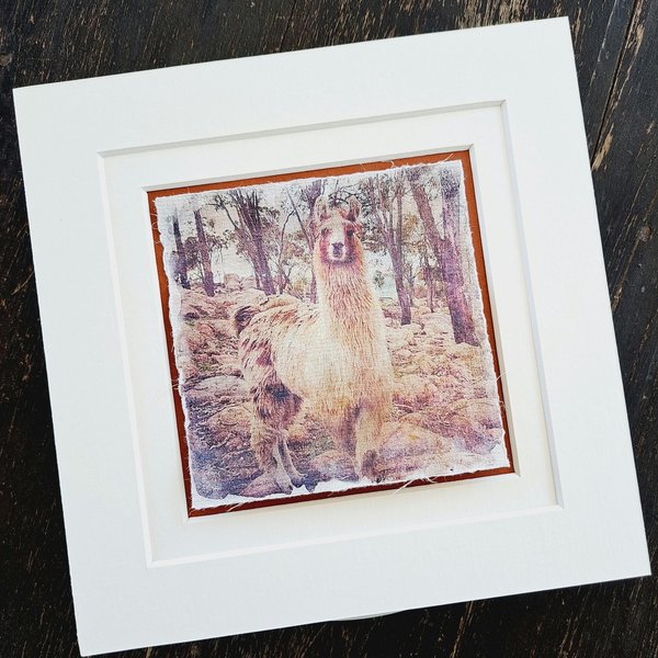 Mini Llama art print. "What's Up?"